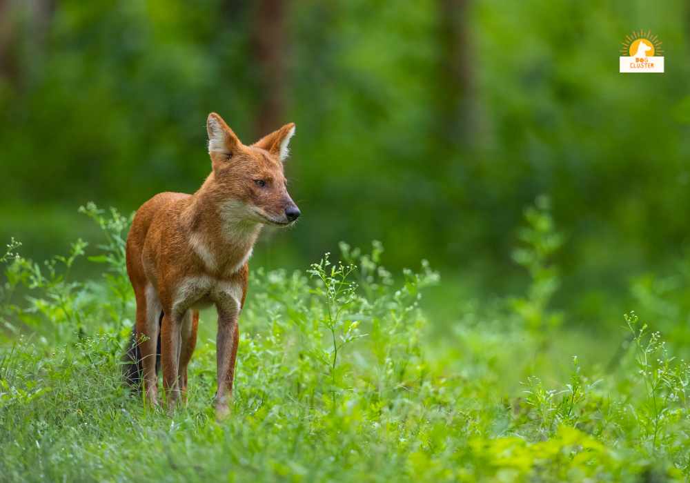 Dhole