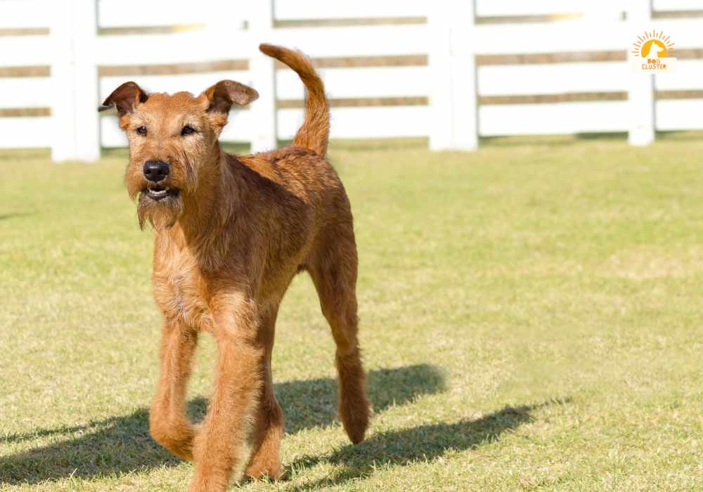 Irish Terriers