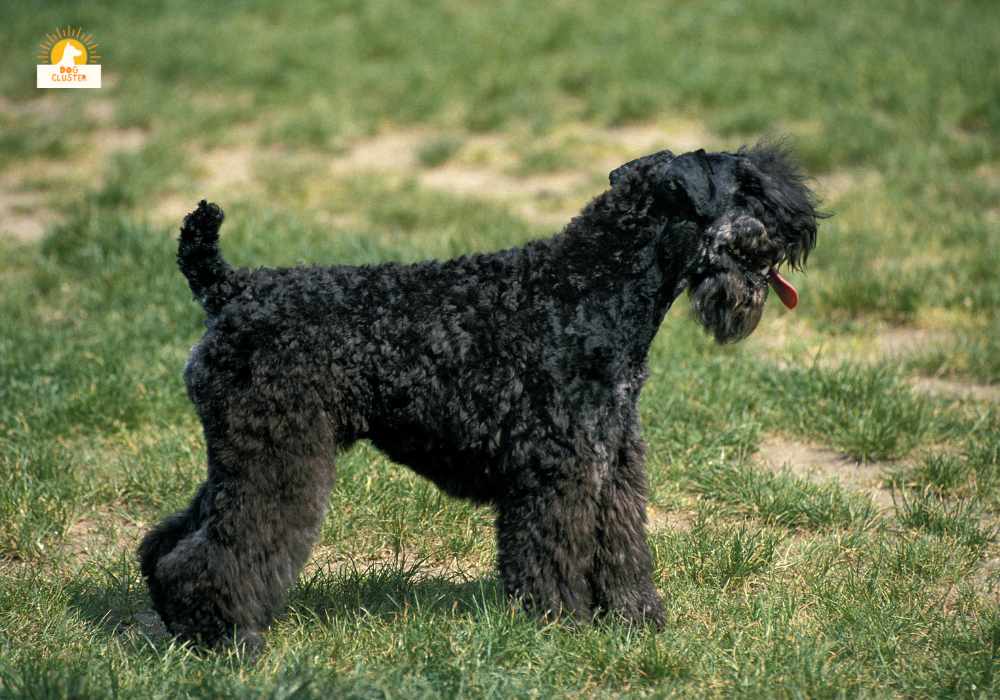 Kerry Blue Terrier