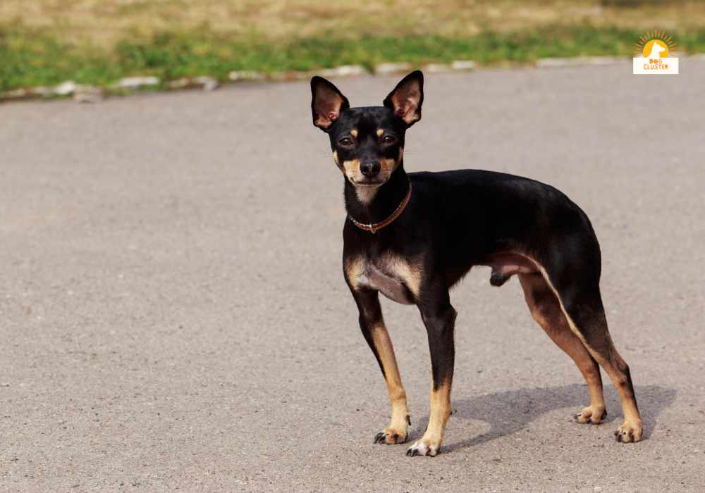 Manchester-Terrier