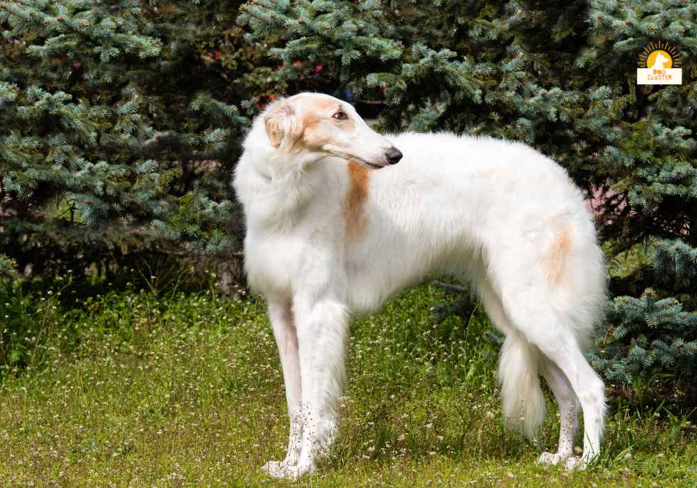 Origin of Borzoi