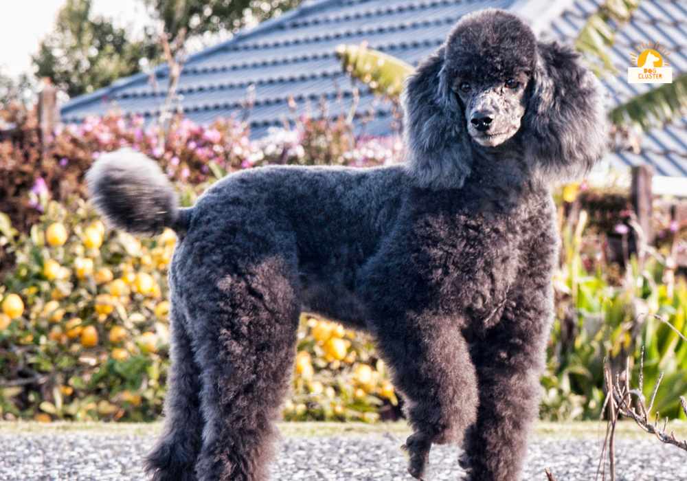 Popular Poodle Crossbreeds