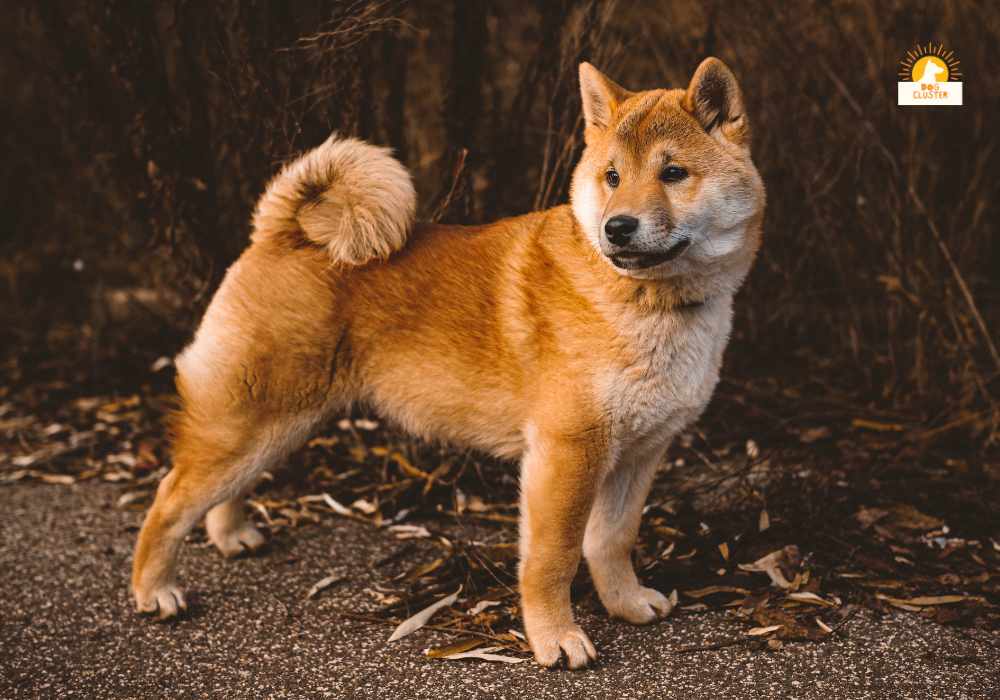 Shiba Inu