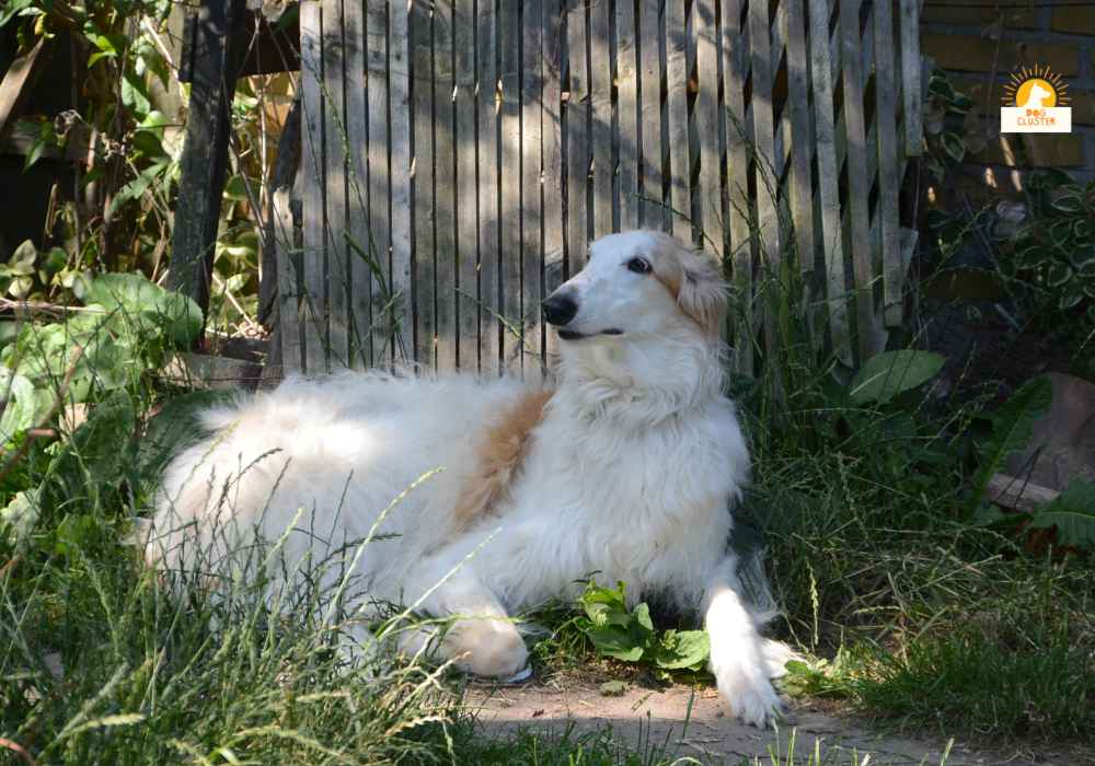 Temperament of Borzoi