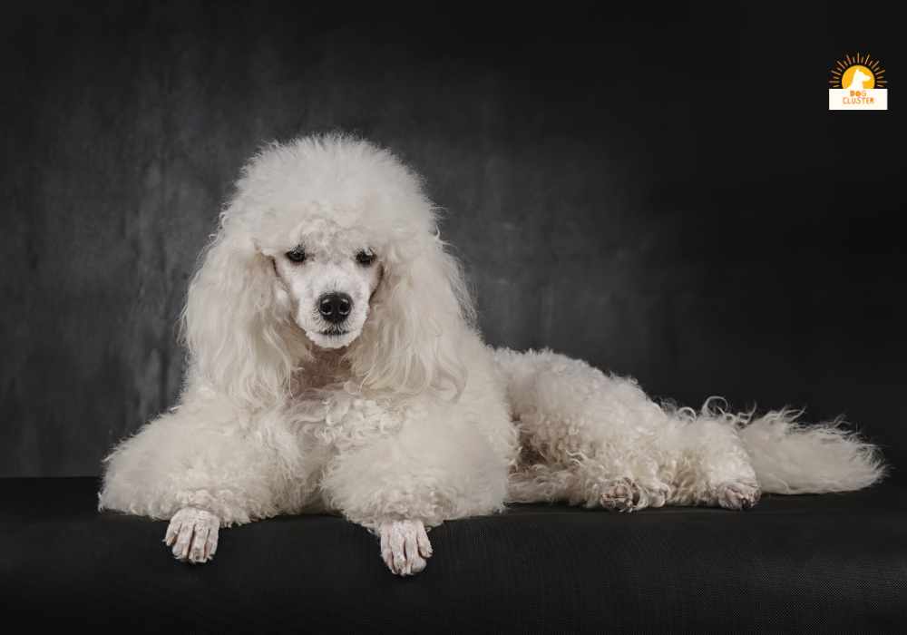 Training and Activities for Poodles