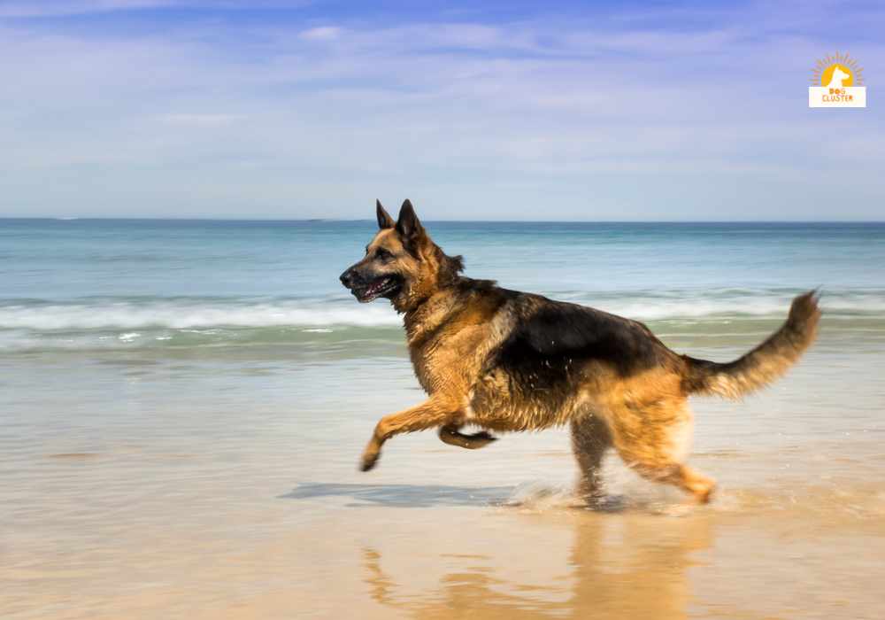 Training and Socialization of German Shepherd Working Dogs