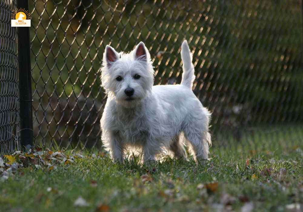 West Highland White Terrier