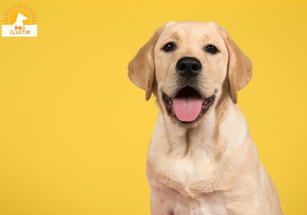 What is a Labrador Retriever?