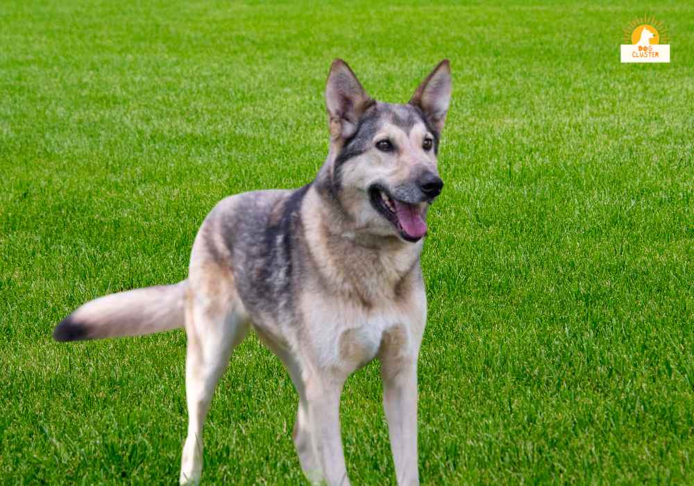 History and Origins of German Shepherd mixed with Husky