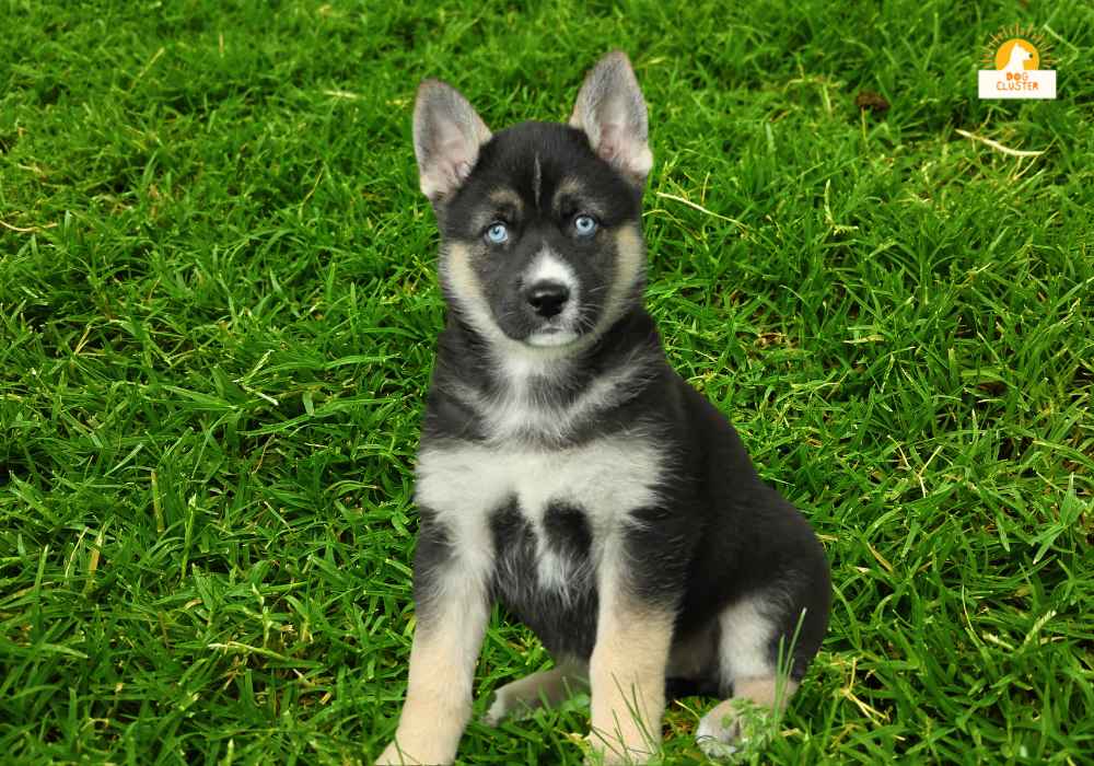 Facts & Figures sheet of German Shepherd Mixed with Husky 