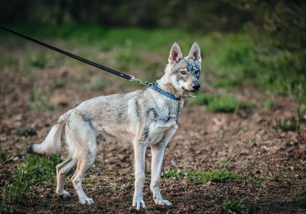 Can Dogs Mate with Wolves? Facts You Need