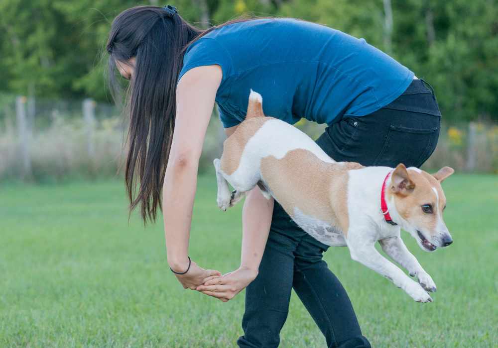 Can You Teach a Dumb Dog New Tricks?