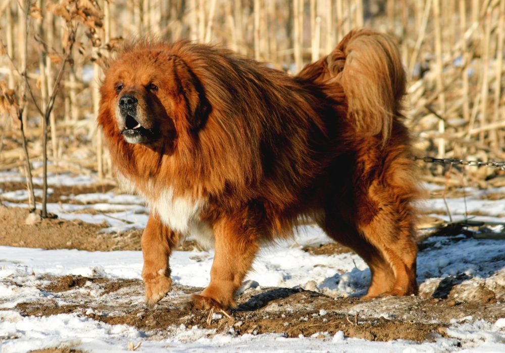 What is the Strongest Dog Breed? Uncovering the Truth