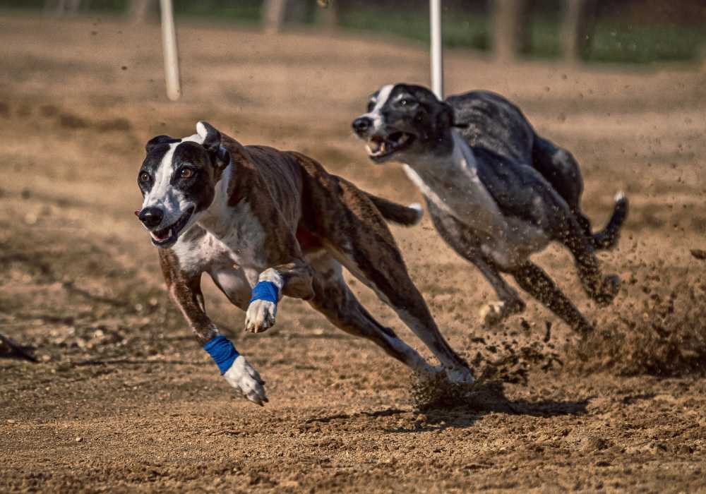 Which is the Fastest Dog Breed in the World?