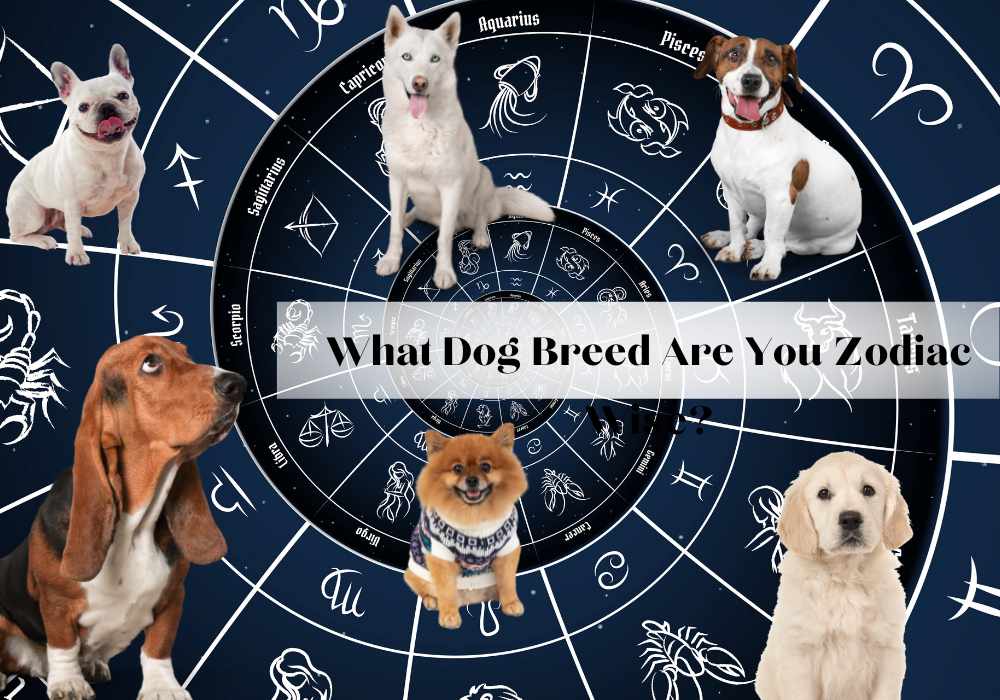 What Dog Breed Are You? Zodiac Wise