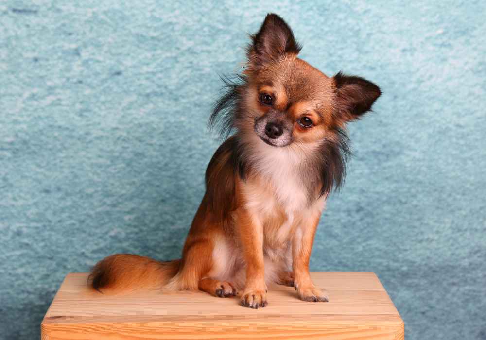 What is the smallest dog breed