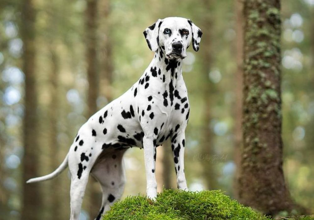 White Dog Breed With Black Spots