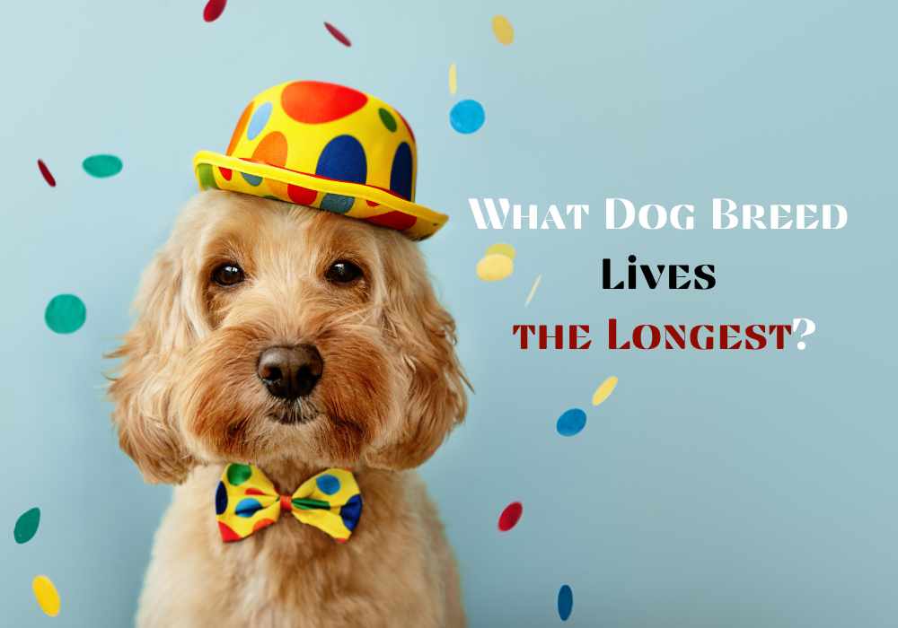 What Dog Breed Lives the Longest?