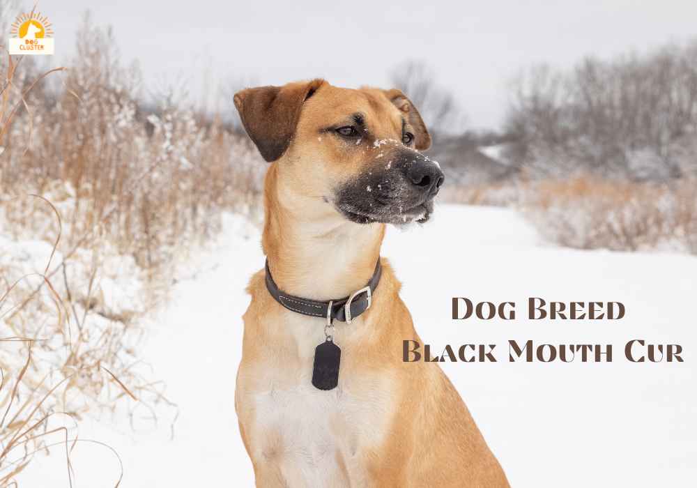 The Ultimate Guide to Dog Breed Black Mouth Cur