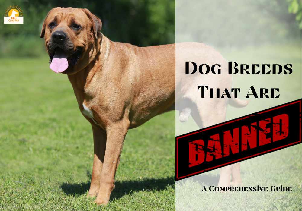 Dog Breeds That Are Banned