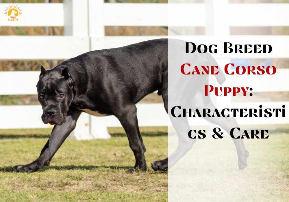 Dog Breed Cane Corso Puppy: Characteristics & Care