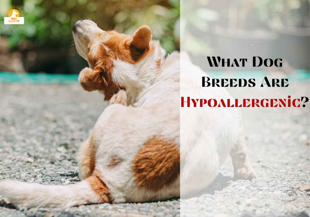 What Dog Breeds Are Hypoallergenic?