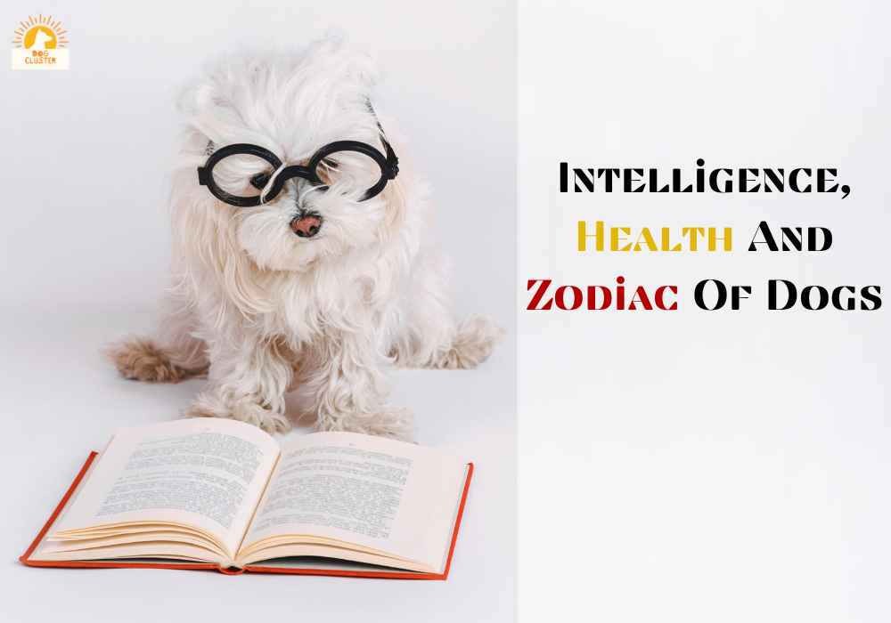 Intelligence Health And Zodiac Of Dogs