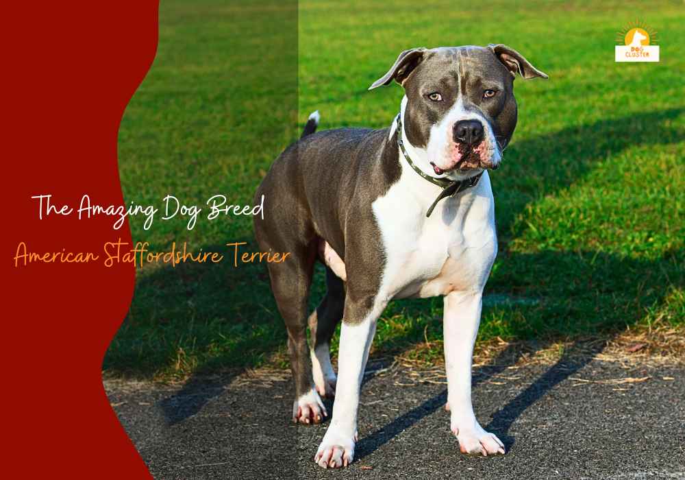 Discover The Amazing Dog Breed American Staffordshire Terrier