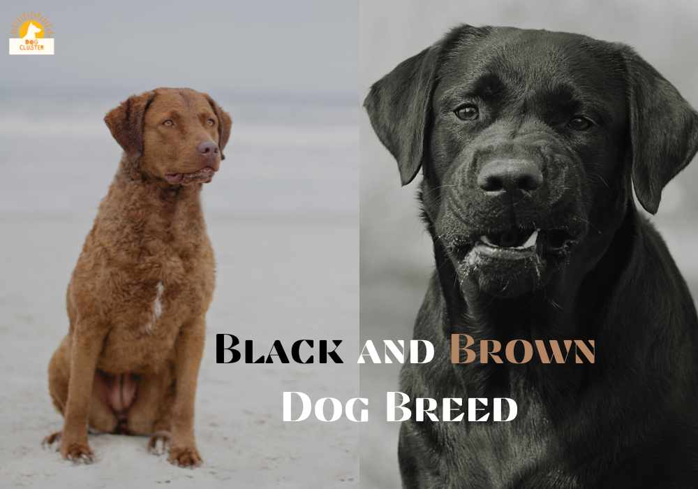 Dog Breed Black and Brown