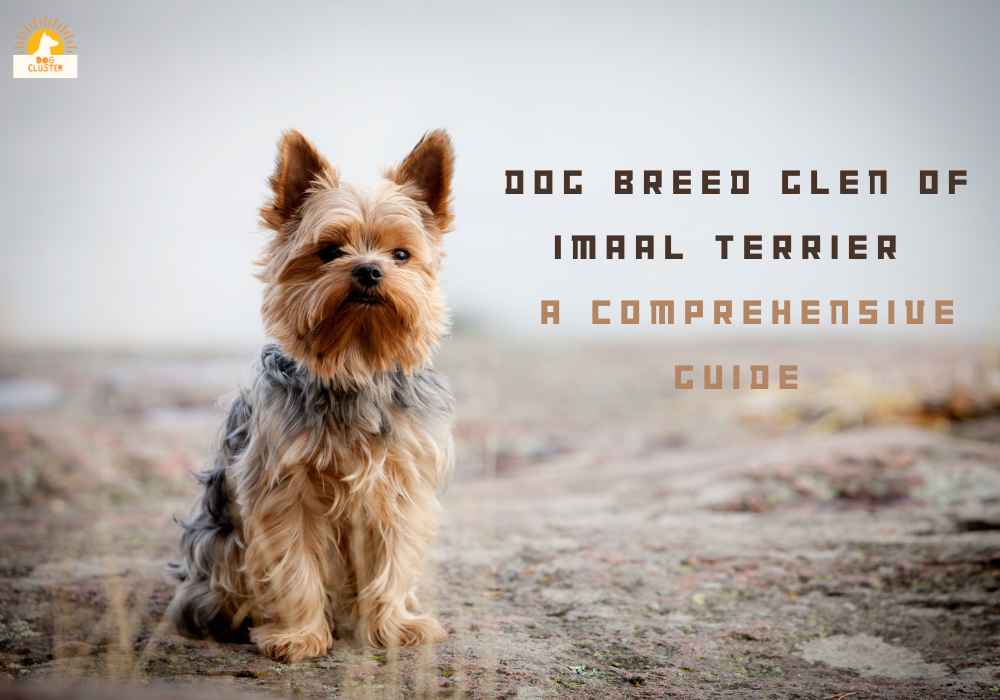 Dog Breed Glen of Imaal Terrier