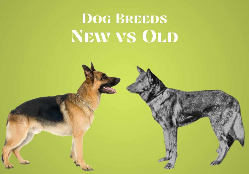 Dog Breeds Old vs New