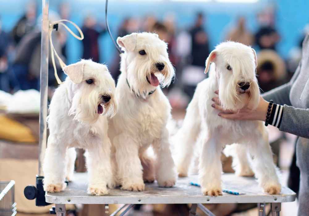 Soft-Coated Wheaten Terrier