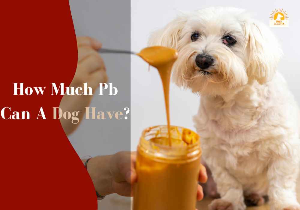 How Much Pb Can A Dog Have?