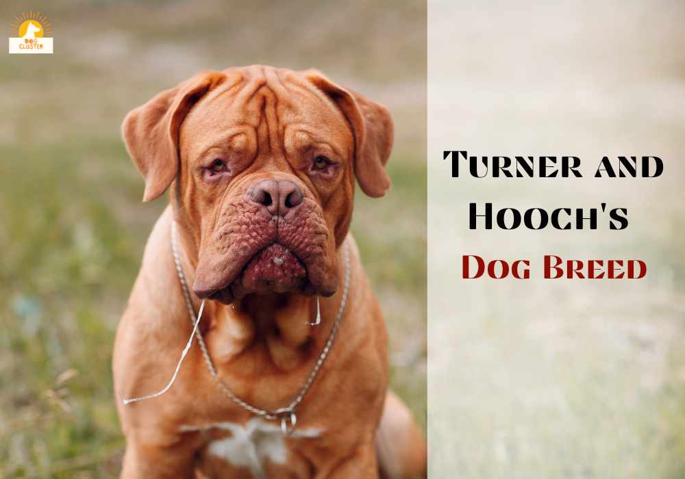 Turner and Hooch's Dog Breed A Complete Guide