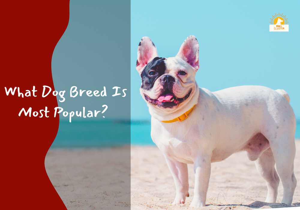 What Dog Breed Is Most Popular? 10 Popular Dog