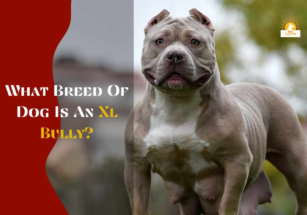 What Breed Of Dog Is An Xl Bully?