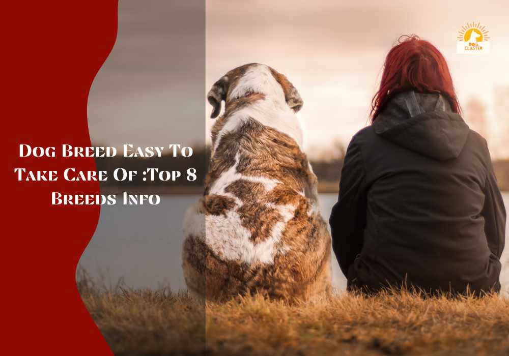 Dog Breed Easy To Take Care Of :Top 8 Breeds Info