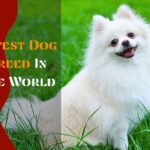 40 Cutest Dog Breed In The World