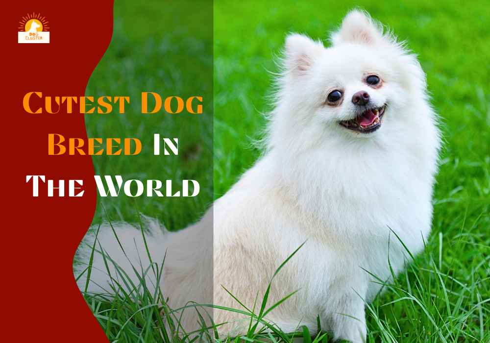 40 Cutest Dog Breed In The World