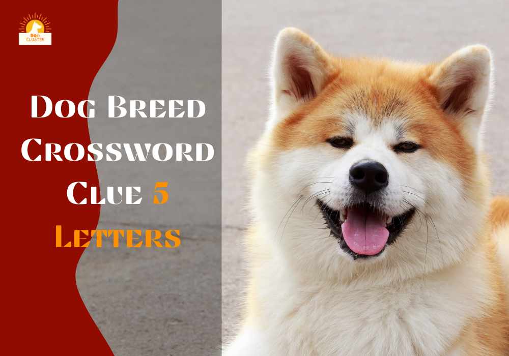 Dog Breed Crossword Clue 5 Letters