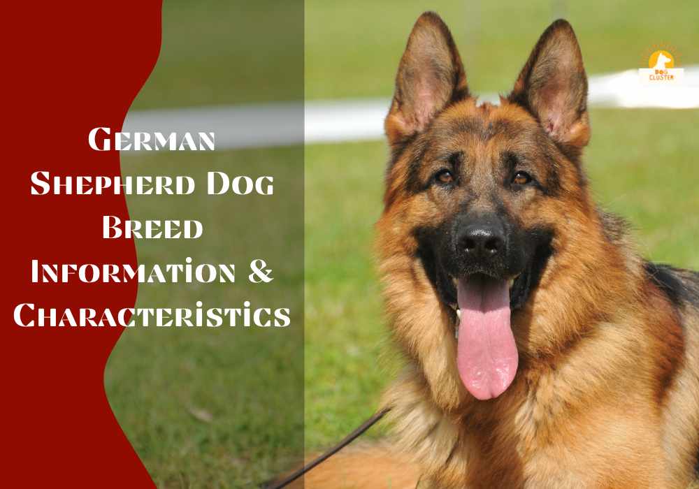 German Shepherd Dog Breed Information & Characteristics