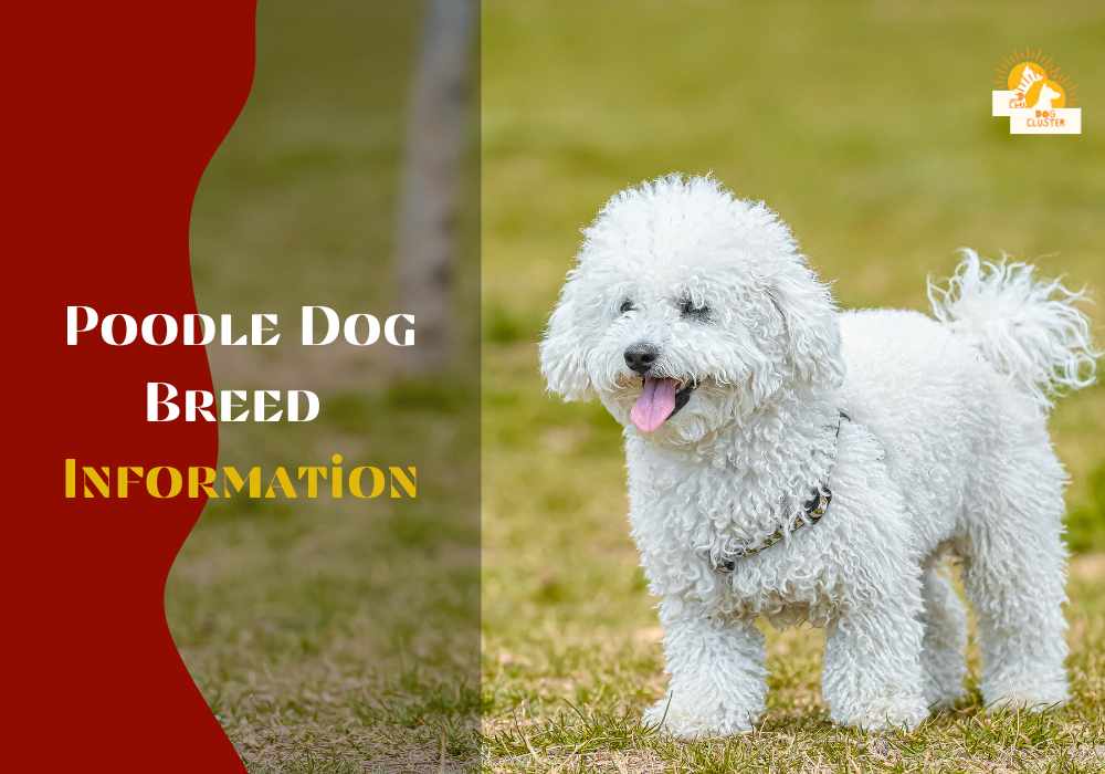 Poodle Dog Breed  Information:Description, Crossbreeds, Facts & Characteristics