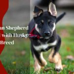 Explore Traits of German Shepherd Mixed with Husky Breed