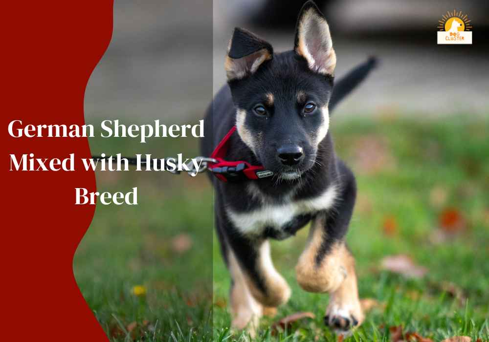 Explore Traits of German Shepherd Mixed with Husky Breed